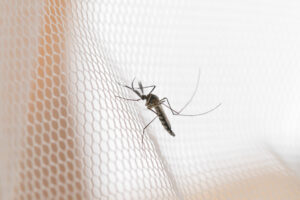 A mosquito rests on a white mesh netting.