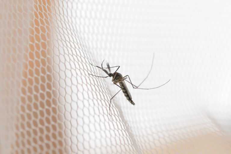 How to Get Rid of Gnats: Effective Solutions and Tips