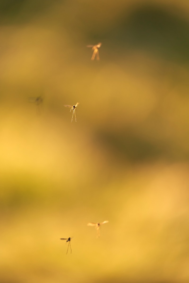 Several small insects flying in soft golden light.