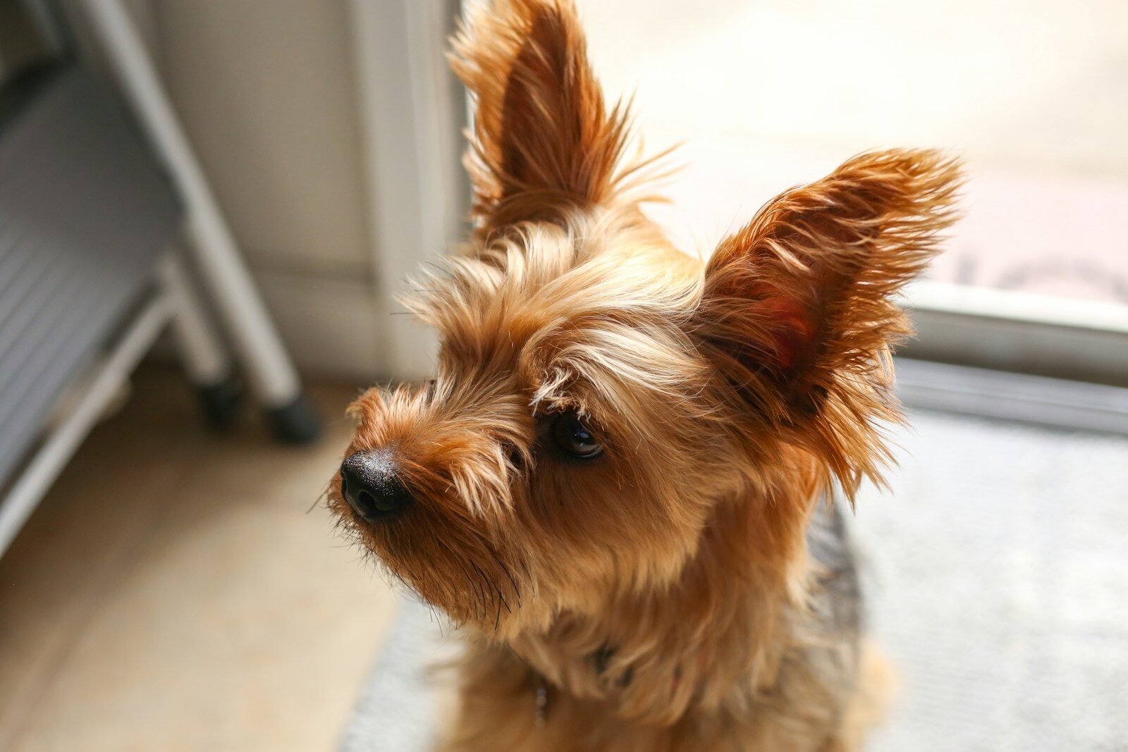 How to Clean a House With Pets and Keep It Fresh
