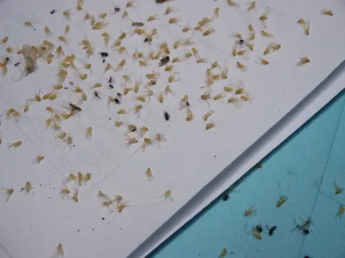 Dead Gnats beside residential housing